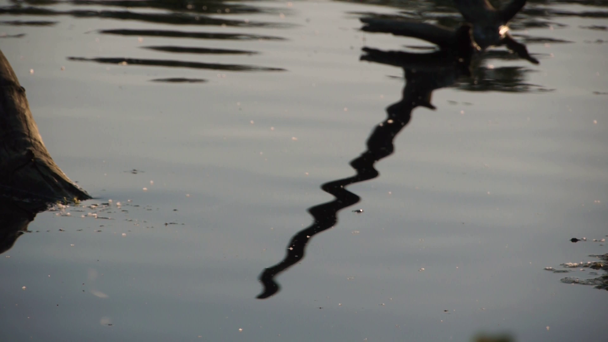 Aufnahme am Plötzensee in Berlin