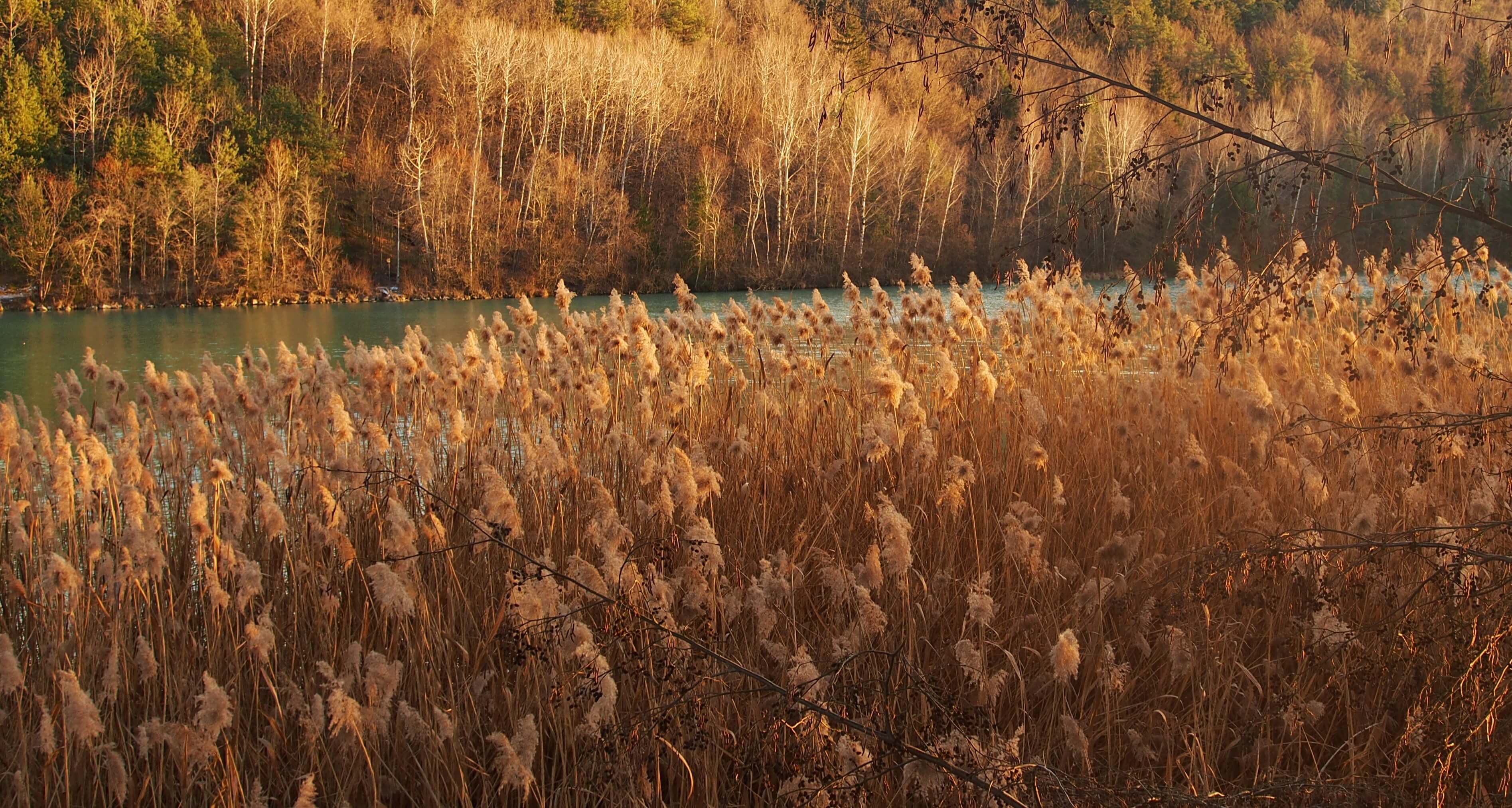 Schilfgras am Fluss im Abendlicht