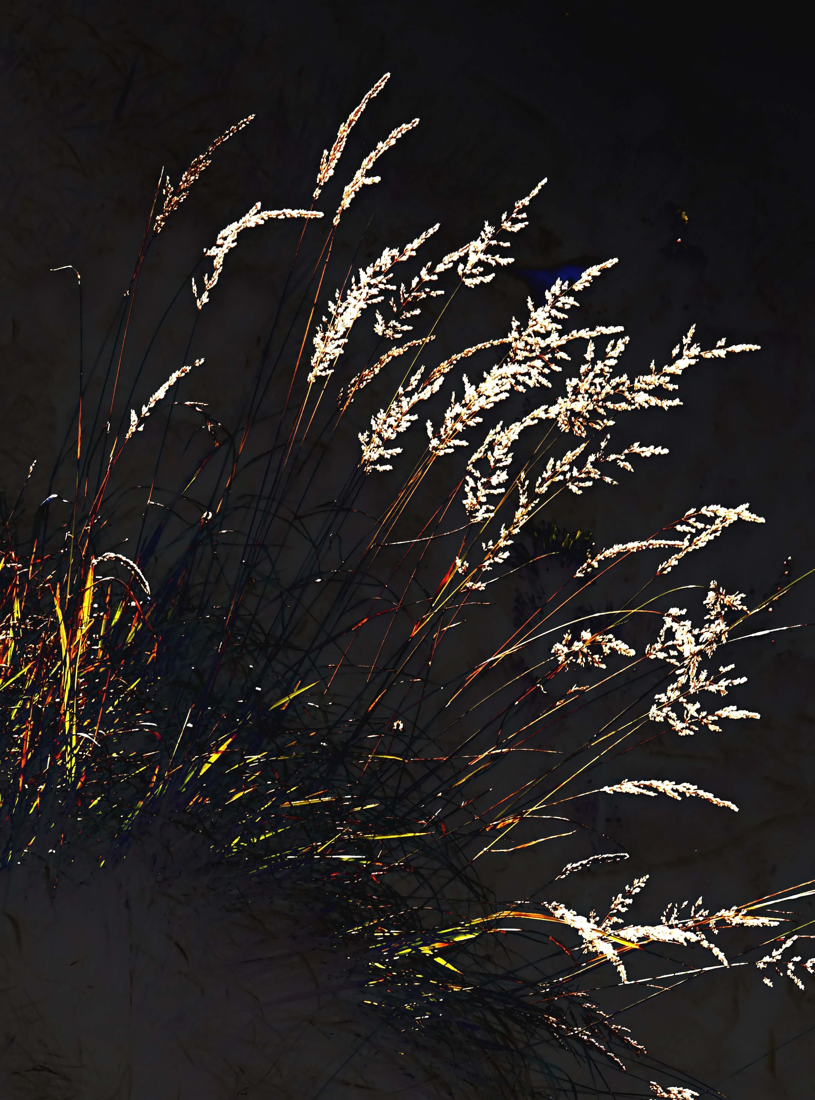Beleuchtete Gräser und Samenstände vor dunklem Hintergrund