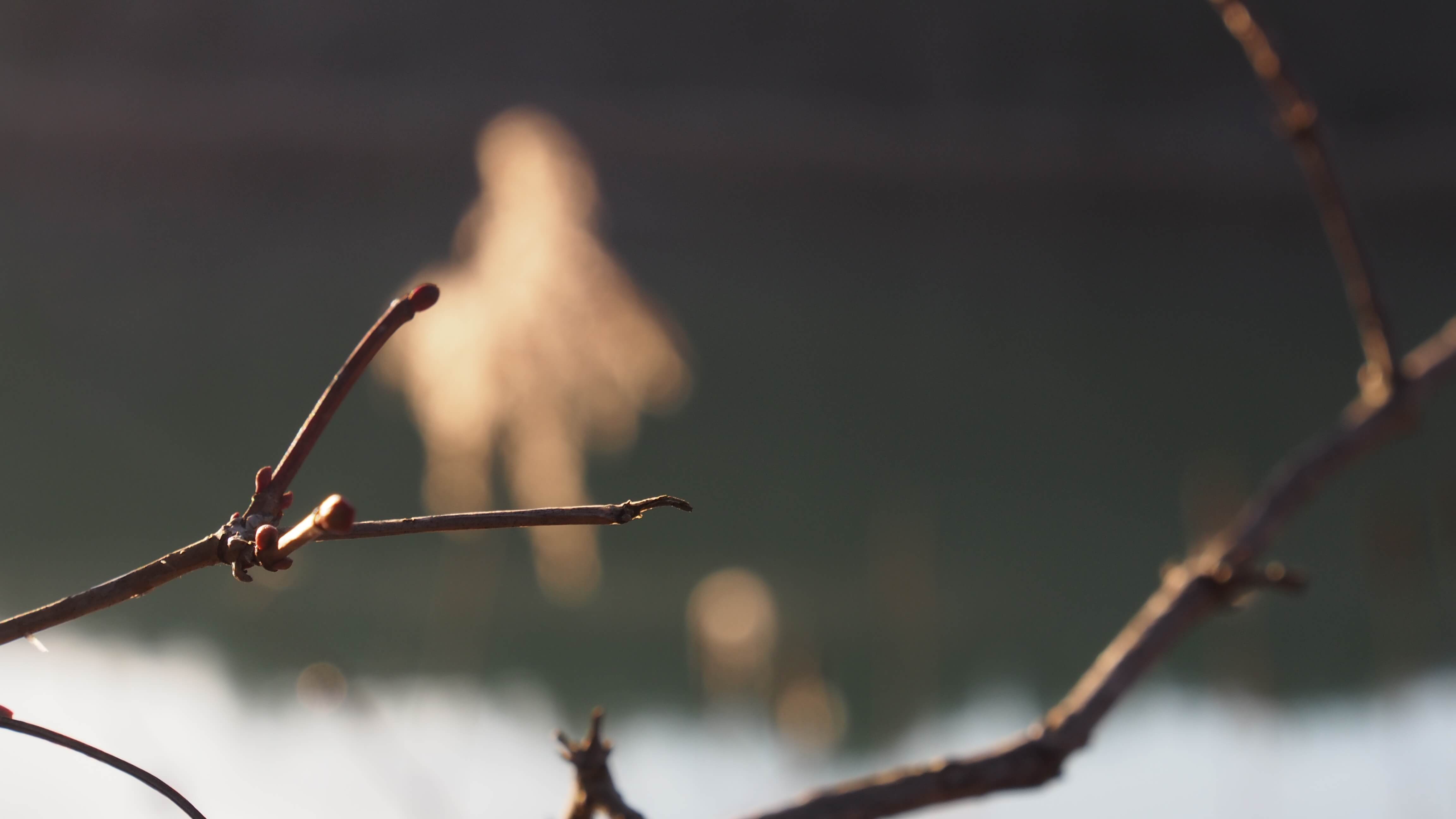 Knospender Zweig vor unscharfem Hintergrund