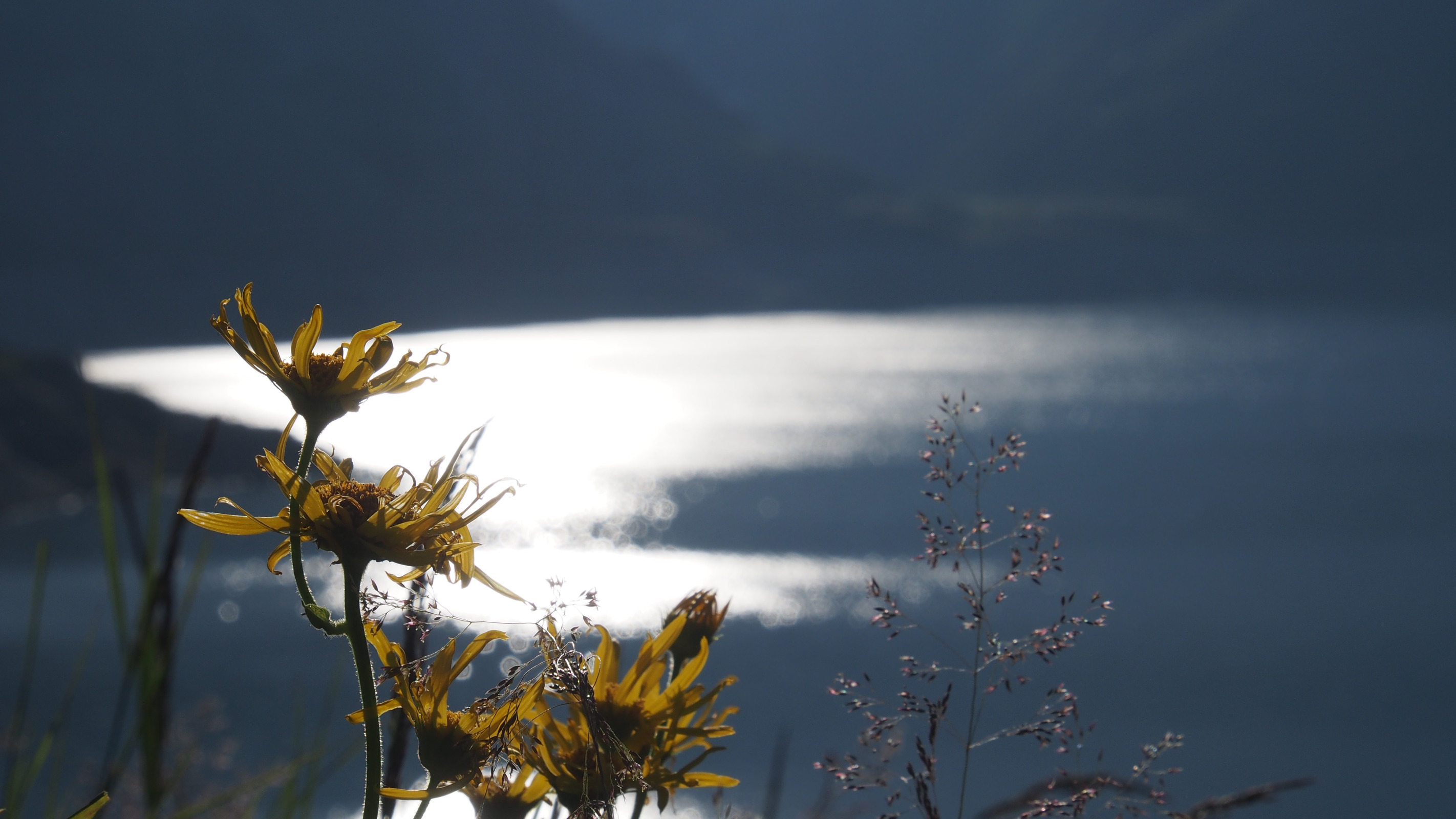 Gelbe Wildblumen im Vordergrund mit hellem See