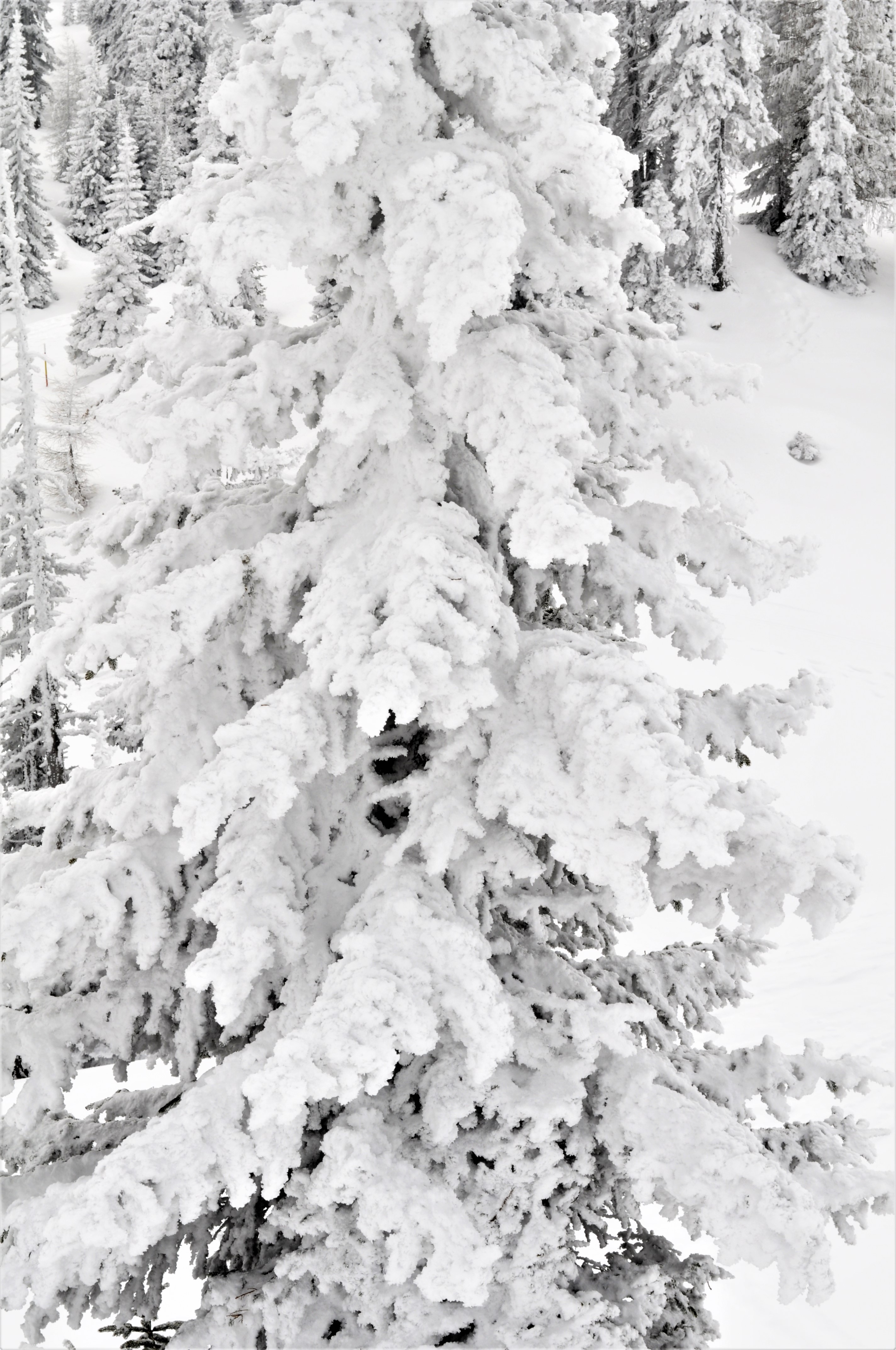 Schnee-bedeckter Nadelbaum im Winterwald